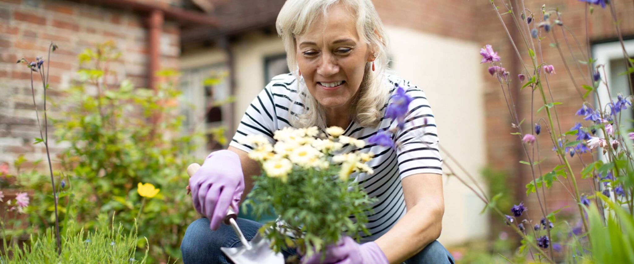 A senior woman plants purple, and white flowers outside her house