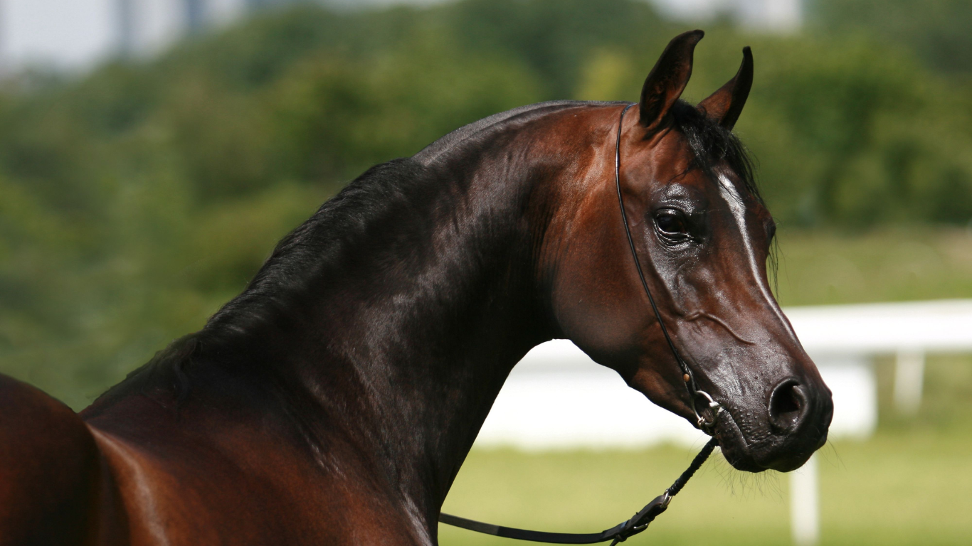 Arabian horse